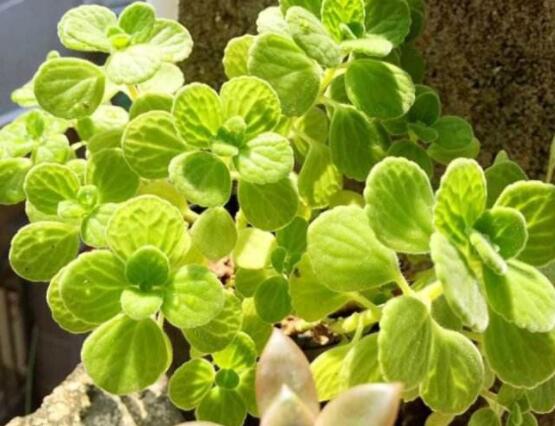 碰碰香夏天怎么養(yǎng)，做好四個要點便可安然度夏