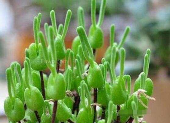 碧光環(huán)多肉有毒嗎，無毒/株型優(yōu)雅、美觀可愛