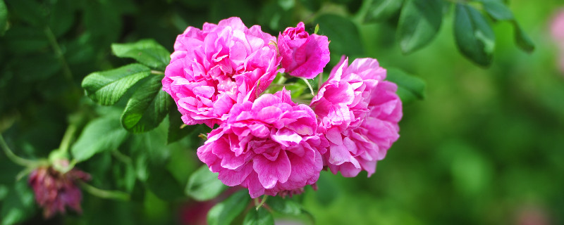 薔薇花能長(zhǎng)多高