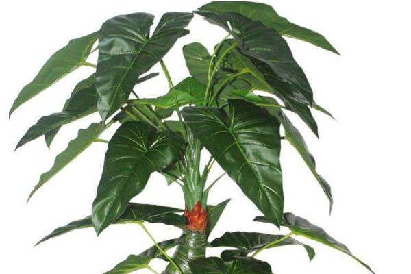 滴水觀音能長(zhǎng)多高