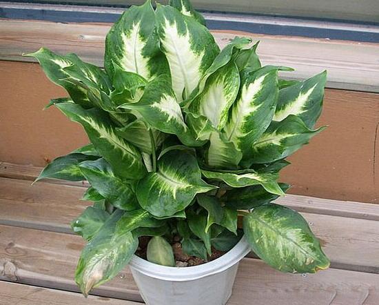 萬年青怎么繁殖，萬年青扦插方法圖解