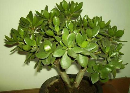 盆栽玉樹怎么養(yǎng)護(hù)，老農(nóng)總結(jié)七大養(yǎng)護(hù)方法