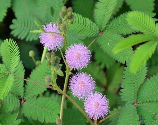 含羞草蔫了怎么辦，教你三種最直觀(guān)有效解決方法