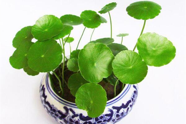銅錢草可以放客廳嗎，可以/寓意家庭圓滿、招財進寶
