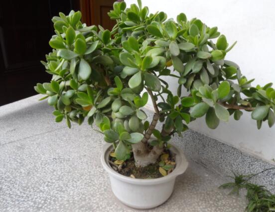 燕子掌有什么作用，美化環(huán)境、凈化空氣