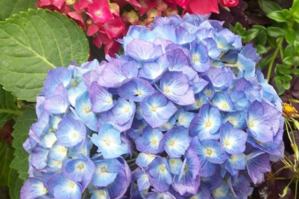 繡球?yàn)槭裁床婚L花苞