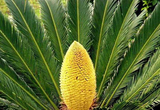 鐵樹有幾種，細(xì)數(shù)最好看的六大品種