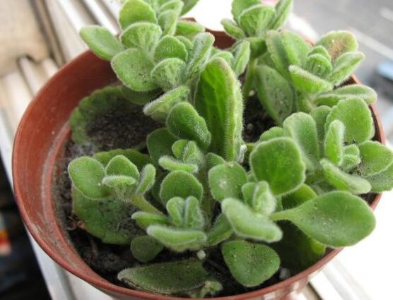 碰碰香冬天養(yǎng)殖方法，注意做好保溫保暖/減少澆水施肥