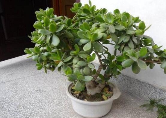 燕子掌和玉樹哪個有毒，玉樹汁液有毒/燕子掌無毒現(xiàn)象