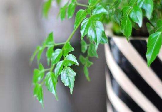 幸福樹的養(yǎng)殖方法，老農(nóng)教你八大基本養(yǎng)殖方法