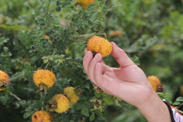 金櫻子盆栽可以結(jié)果嗎