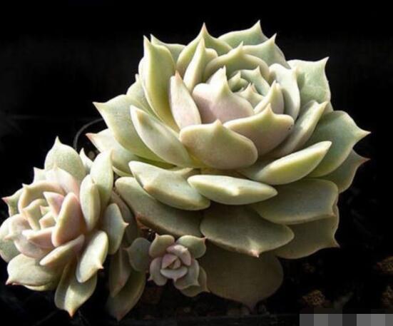 寶石花的花語是什么，代表著一種永不凋謝的愛、大富大貴