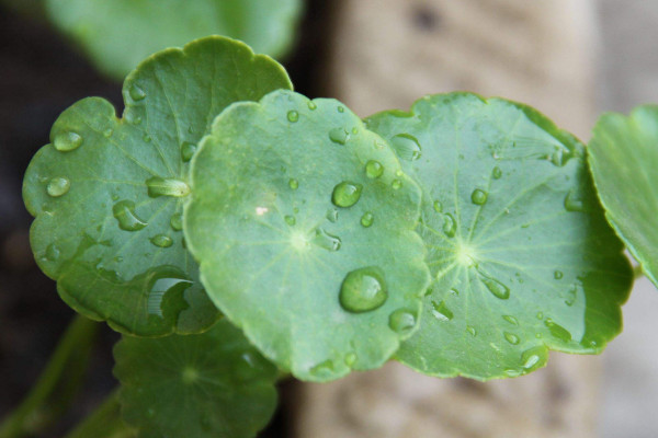 銅錢草土培怎么養(yǎng)