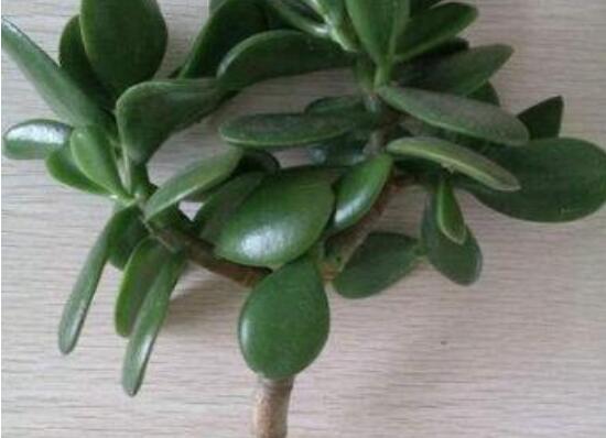 燕子掌怎么繁殖，主要有兩種扦插方法(土插與水插)