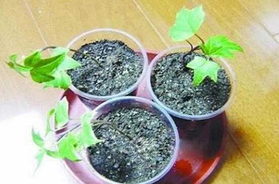 常春藤怎么扦插，做好六大要點(diǎn)存活率百分百