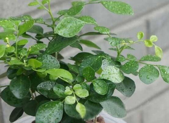 九里香剪枝后多久開花，春季修剪最佳/百天后花開爆盆