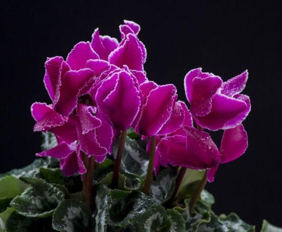 仙客來不長新葉怎么辦，多半是盆土澆水光照導(dǎo)致