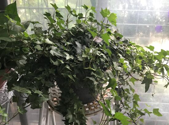 常春藤怎么養(yǎng)長(zhǎng)得快，常春藤的養(yǎng)殖方法