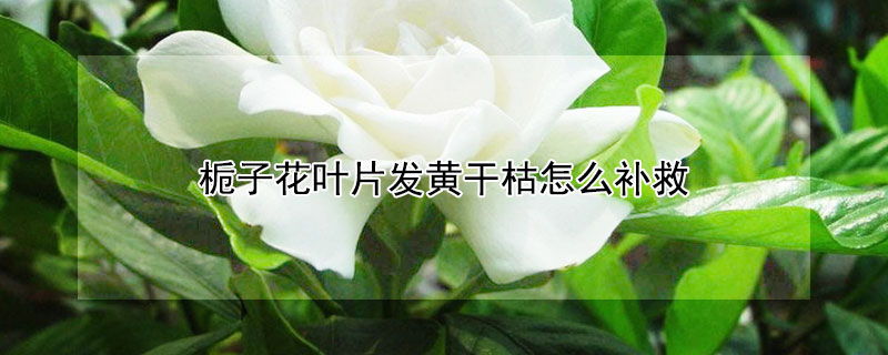 梔子花葉片發(fā)黃干枯怎么補救