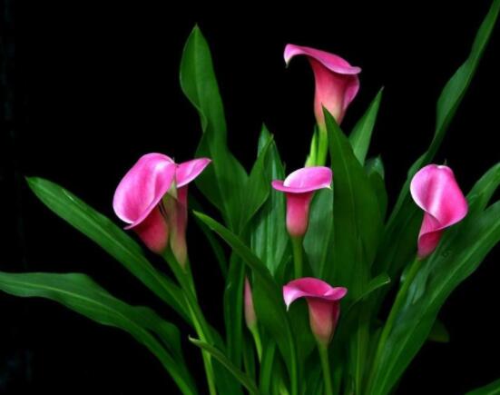 送馬蹄蓮花代表什么，不同顏色不同寓意(最深的祝福)