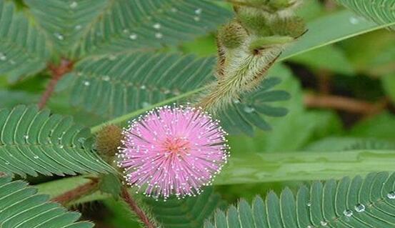 含羞草蔫了怎么辦，教你三種最直觀(guān)有效解決方法