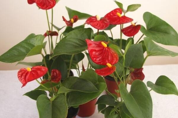 紅掌的花語是什么，代表了熱情、大展宏圖