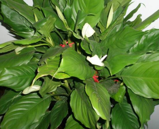 欣賞好看的萬年青圖片，枝葉青翠、紅如珊瑚、艷似瑪瑙