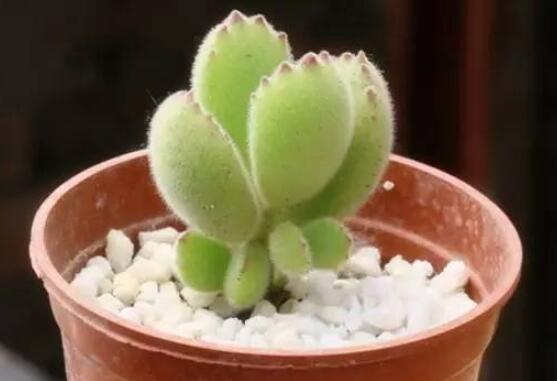 熊童子好養(yǎng)嗎，好養(yǎng)/做好五個(gè)要點(diǎn)生長(zhǎng)茂盛美觀