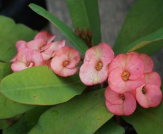 養(yǎng)虎刺梅不吉利嗎，導(dǎo)致全家霉運(yùn)不斷、影響身體健康