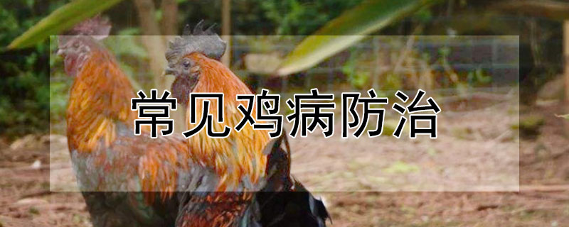 常見(jiàn)雞病防治