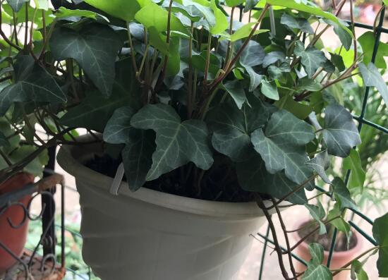 常春藤有什么風(fēng)水作用，常春藤的功效與作用