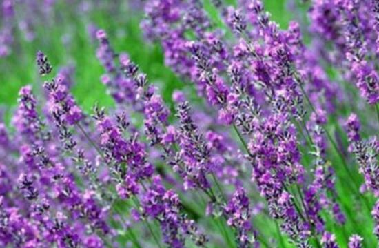薰衣草葉子干枯怎么辦，教你正確的補(bǔ)救方法