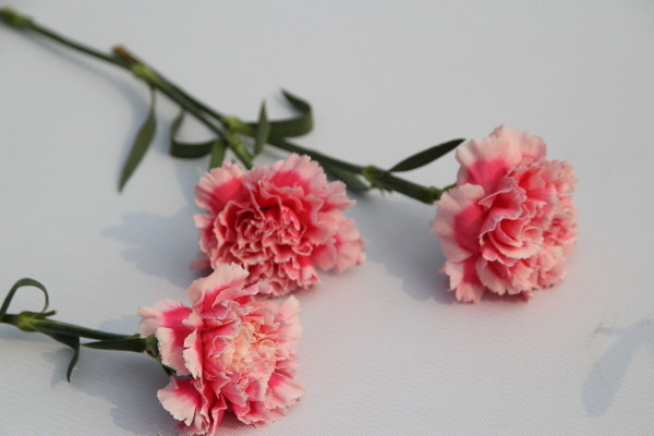 康乃馨小苗太密怎么辦