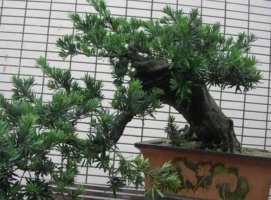 羅漢松盆景怎么摘心，修剪頂部的生長點(diǎn)(樹梢枝為10厘米最佳)