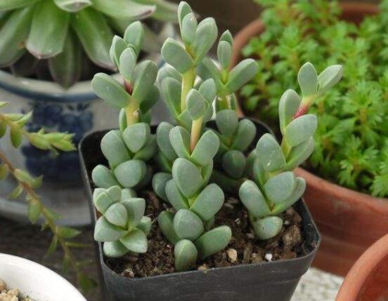 碧玉蓮葉子發(fā)黃變軟怎么辦，教你四種原因以及解決辦法