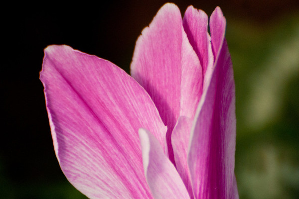 仙客來好養(yǎng)嗎