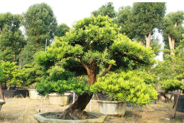 十大羅漢松品種，羅漢松常見(jiàn)品種介紹