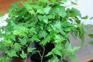 常春藤有毒嗎，常春藤可以放臥室嗎