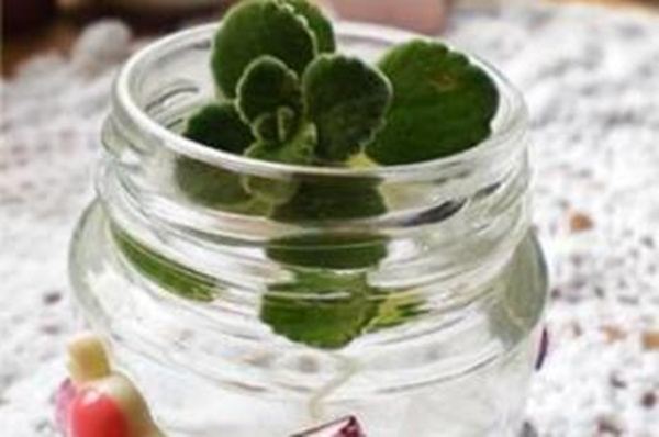 碰碰香可以水培嗎，可以水培并且日常管理更加簡單