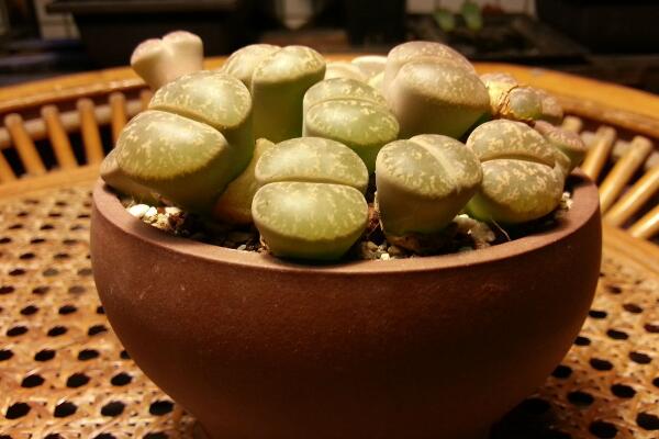 剛種植的生石花多久才能澆水，潮土種植一星期后才能澆水