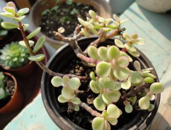 多肉植物雅樂(lè)之舞怎么養(yǎng)，注意五個(gè)要點(diǎn)一年四季常青