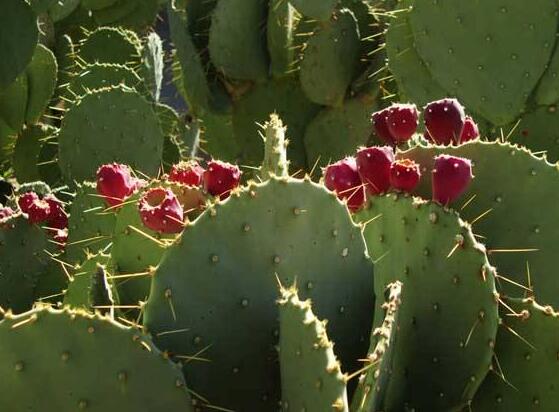 仙人掌的果實(shí)能吃嗎，食用可清熱解毒、養(yǎng)顏?zhàn)o(hù)膚