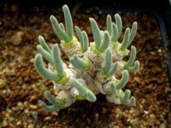 碧光環(huán)多肉怎么分栽，教你五個步驟盆盆爆滿