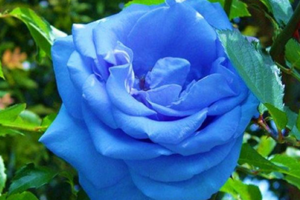 藍(lán)玫瑰代表什么意思