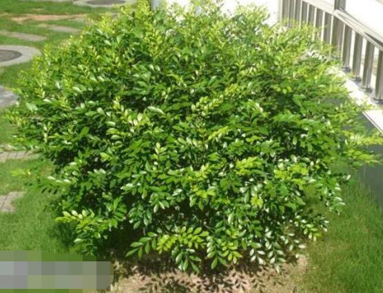 九里香盆景樹樁怎樣變粗，營養(yǎng)豐富、勤修剪，施足肥