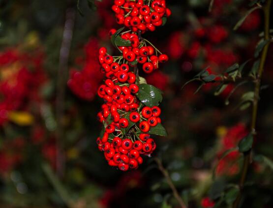 紅豆杉能在室內(nèi)養(yǎng)嗎，美化家居環(huán)境、凈化空氣