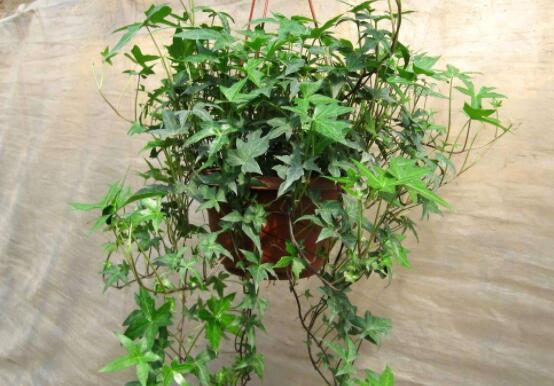 常春藤和常青藤一樣嗎，教你三種區(qū)別方法(形態(tài)/生長環(huán)境/作用)