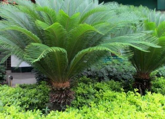 鐵樹開花的征兆，預(yù)示生活美滿、大吉大利