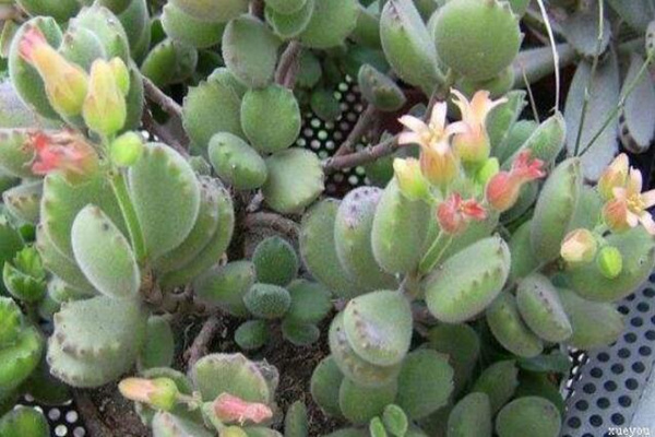 熊童子開花的寓意，生機(jī)勃勃與活力四射