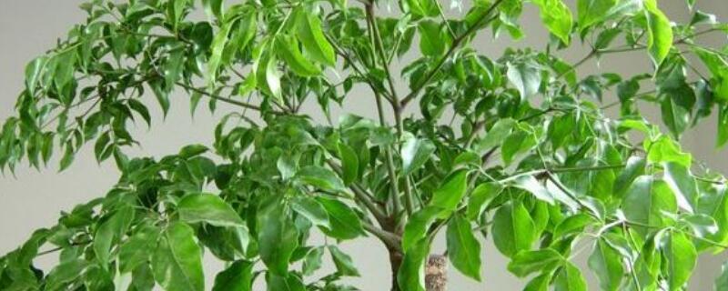 幸福樹(shù)葉子越長(zhǎng)越小